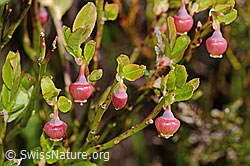 Heidelbeere (Vaccinium myrtillus) (C334949) Heidelbeere (Vaccinium myrtillus) (C334949)