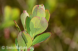 Heidelbeere (Vaccinium myrtillus) (C334950) Heidelbeere (Vaccinium myrtillus) (C334950)