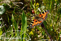 Kleiner Fuchs (Aglais urticae) auf Alpenlattich (Homogyne alpina) (C334968) Kleiner Fuchs (Aglais urticae) auf Alpenlattich (Homogyne alpina) (C334968)
