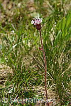 Alpenlattich (Homogyne alpina) (C334969) Alpenlattich (Homogyne alpina) (C334969)