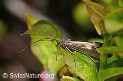 Köcherfliege (Trichoptera) (11.06.2025, C334980)
