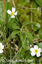 Eisenhutblättriger Hahnenfuss (Ranunculus aconitifolius) (C335023) Eisenhutblättriger Hahnenfuss (Ranunculus aconitifolius) (C335023)