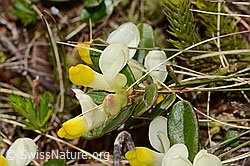Buchsblättrige Kreuzblume (Polygala chamaebuxus) (11.06.2025, C335030)