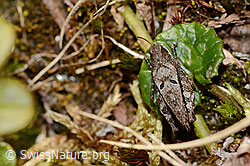Photo: Tetrix bipunctata