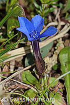 Frühlings-Enzian (Gentiana verna) (C335047) Frühlings-Enzian (Gentiana verna) (C335047)