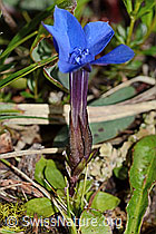 Frühlings-Enzian (Gentiana verna) (C335048) Frühlings-Enzian (Gentiana verna) (C335048)