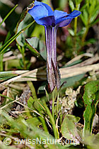 Frühlings-Enzian (Gentiana verna) (C335052) Frühlings-Enzian (Gentiana verna) (C335052)