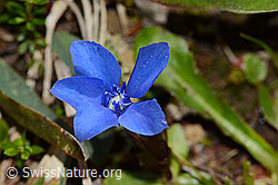 Frühlings-Enzian (Gentiana verna) (C335053) Frühlings-Enzian (Gentiana verna) (C335053)