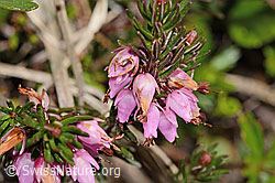 Erica carnea (C335063)