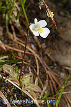 Alpen-Fettblatt (Pinguicula alpina) (C335069) Alpen-Fettblatt (Pinguicula alpina) (C335069)