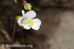Pinguicula alpina (C335070)