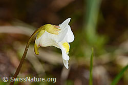 Pinguicula alpina (C335071)