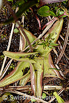 Pinguicula alpina (C335090)