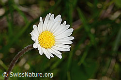 Alpenmasslieb (Aster bellidiastrum) (11.06.2025, C335091)
