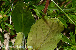Alpenmasslieb (Aster bellidiastrum) (C335092)