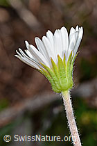 Alpenmasslieb (Aster bellidiastrum) (C335095)