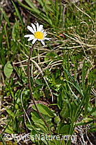 Alpenmasslieb (Aster bellidiastrum) (11.06.2025, C335098)