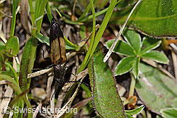 Kupferfarbener Kammhorn-Schnellkäfer (Ctenicera cuprea) (C335122) Kupferfarbener Kammhorn-Schnellkäfer (Ctenicera cuprea) (C335122)
