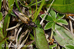 Kupferfarbener Kammhorn-Schnellkäfer (Ctenicera cuprea) (C335124) Kupferfarbener Kammhorn-Schnellkäfer (Ctenicera cuprea) (C335124)