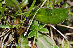 Kupferfarbener Kammhorn-Schnellkäfer (Ctenicera cuprea) (C335126) Kupferfarbener Kammhorn-Schnellkäfer (Ctenicera cuprea) (C335126)