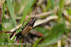 Kupferfarbener Kammhorn-Schnellkäfer (Ctenicera cuprea) (C335129) Kupferfarbener Kammhorn-Schnellkäfer (Ctenicera cuprea) (C335129)