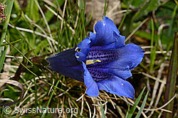 Clusius Enzian (Gentiana clusii) (C335132) Clusius Enzian (Gentiana clusii) (C335132)