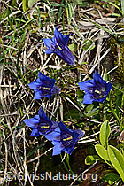 Clusius Enzian (Gentiana clusii) (C335133) Clusius Enzian (Gentiana clusii) (C335133)