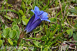 Clusius Enzian (Gentiana clusii) (C335137) Clusius Enzian (Gentiana clusii) (C335137)