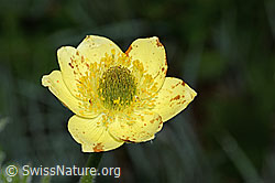 Pulsatilla alpina ssp. apiifolia (C338111) Pulsatilla alpina ssp. apiifolia (C338111)