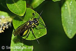 Grünschwarze Blattwespe (Tenthredo mesomela) (C338156) Grünschwarze Blattwespe (Tenthredo mesomela) (C338156)