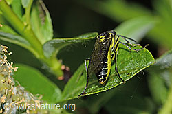 Grünschwarze Blattwespe (Tenthredo mesomela) (C338160) Grünschwarze Blattwespe (Tenthredo mesomela) (C338160)