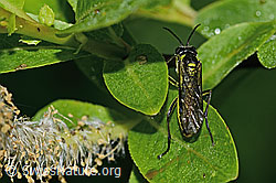 Grünschwarze Blattwespe (Tenthredo mesomela) (C338161) Grünschwarze Blattwespe (Tenthredo mesomela) (C338161)