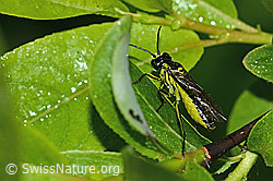 Grünschwarze Blattwespe (Tenthredo mesomela) (C338162) Grünschwarze Blattwespe (Tenthredo mesomela) (C338162)