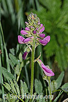 Foto: Alpen-Süssklee (Hedysarum hedysaroides)