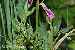 Foto: Alpen-Süssklee (Hedysarum hedysaroides)