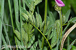 Foto: Alpen-Süssklee (Hedysarum hedysaroides)