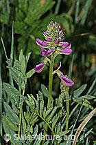 Foto: Alpen-Süssklee (Hedysarum hedysaroides)