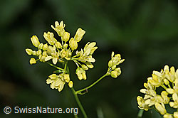 Gemeines Brillenschötchen (Biscutella laevigata) (C338184) Gemeines Brillenschötchen (Biscutella laevigata) (C338184)