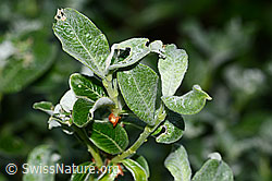 Seidenhaarige Weide (Salix glaucosericea) (C338194) Seidenhaarige Weide (Salix glaucosericea) (C338194)