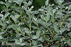 Seidenhaarige Weide (Salix glaucosericea) (C338195) Seidenhaarige Weide (Salix glaucosericea) (C338195)