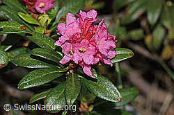 Rhododendron ferrugineum (C338231)