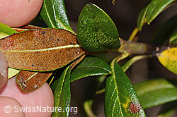 Rhododendron ferrugineum (C338233)