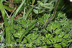Monte Baldo-Anemone (Anemone baldensis) (C338237) Monte Baldo-Anemone (Anemone baldensis) (C338237)