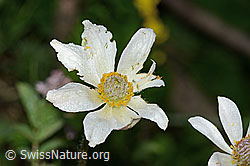Monte Baldo-Anemone (Anemone baldensis) (C338238) Monte Baldo-Anemone (Anemone baldensis) (C338238)