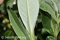 Seidenhaarige Weide (Salix glaucosericea) (C338243) Seidenhaarige Weide (Salix glaucosericea) (C338243)