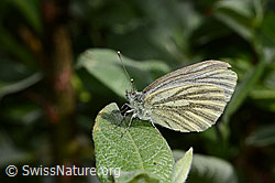 Photo: Pieris bryoniae