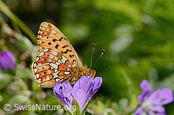 Neu in SwissNature.org: Silberfleck-Perlmuttfalter (Boloria euphrosyne) auf Wald-Storchschnabel (Geranium sylvaticum)