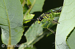 Grünschwarze Blattwespe (Tenthredo mesomela) (C338270) Grünschwarze Blattwespe (Tenthredo mesomela) (C338270)