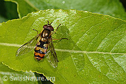 Behaarte Schwebfliege (Syrphus torvus) (C338286) Behaarte Schwebfliege (Syrphus torvus) (C338286)
