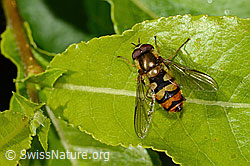 Behaarte Schwebfliege (Syrphus torvus) (C338287) Behaarte Schwebfliege (Syrphus torvus) (C338287)